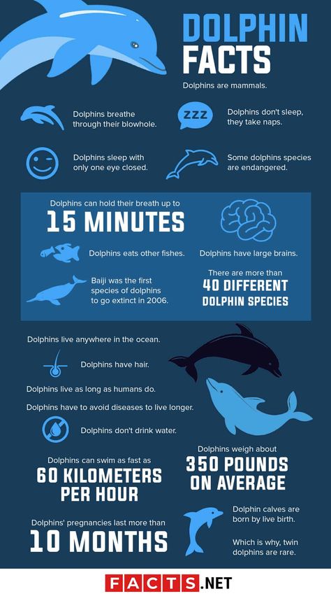 Dolphin Facts Infographics Anatomy Of A Stingray, Dolphin Infographic, Types Of Dolphins, Facts About Ocean, Dolphin Anatomy, Facts About Sea Animals, Facts About Dolphins, Sea Animal Facts, Sea Facts