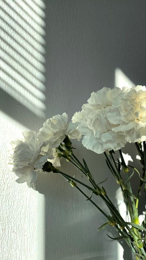 White Carnations Aesthetic, Grid Wallpaper, White Carnation, Vintage Flowers Wallpaper, Everlasting Flowers, Aesthetic Flowers, Nothing But Flowers, Carnation Flower, Fantasy Wedding