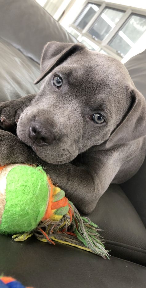 Grey Staffy, Grey Puppies, Grey Pitbull, Staffy Dog, Gray Dog, Cutee Animals, Dog Mommy, Corso Dog, Super Cute Puppies