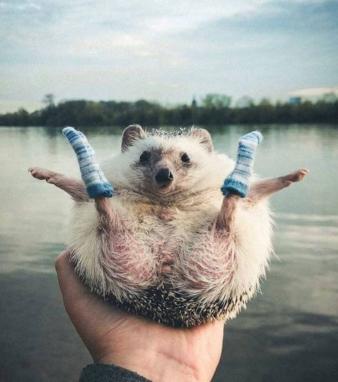 The 100 Cutest Animals Of All Time - List Inspire An Animal, Water, Instagram