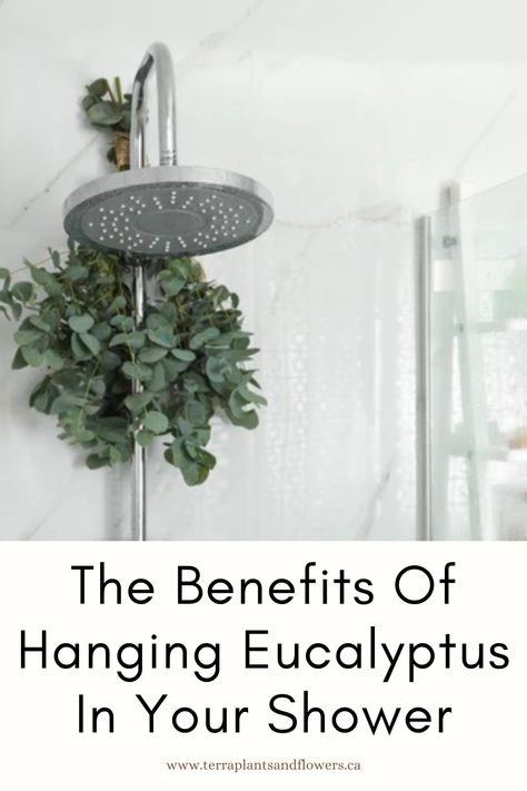 Daily spa-like experience at home in an affordable way. Benefits Of Eucalyptus Shower Head, Eucalyptus For Shower Head, How To Hang Eucalyptus Shower Head, Hanging Eucalyptus Bathroom, Plants To Hang In The Shower, Eucalyptus In Shower Bathroom, Eucalyptus Shower Head, Things To Hang From Ceiling, Eucalyptus Bathroom