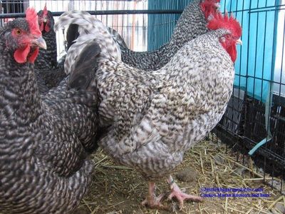 Cuckoo Maran, Maran Chickens, Bro And Sis, Black Copper Marans, Chicken Flock, Dark Chocolate Color, Fancy Chickens, Beautiful Chickens, Raising Backyard Chickens