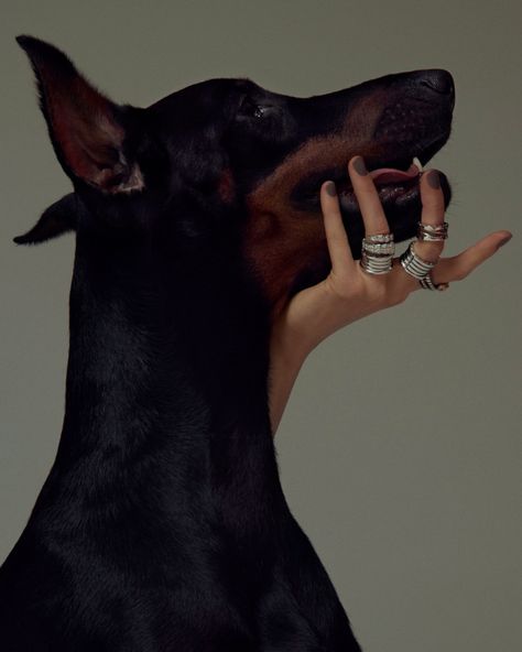 LIFE ON SUNDAYS Doberman, A Woman, On Instagram, Black, Instagram