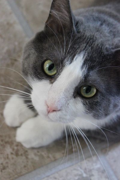 Grey And White Cats, Cute Kitten Pics, Abandoned Towns, Gray And White Cat, Cat Communication, Grey And White Cat, White Crow, Tuxedo Cats, Pretty Kitty