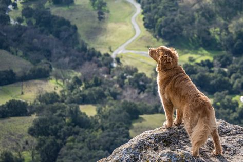 this picture uses the rule of thirds as u can see the dog is on the bottom right side of the photo which draws attention Rule Of Thirds Photography, Meds For Dogs, Rules Of Composition, Photography Rules, Rule Of Three, Dog Insurance, Rule Of Thirds, Composition Photography, Lens Flare