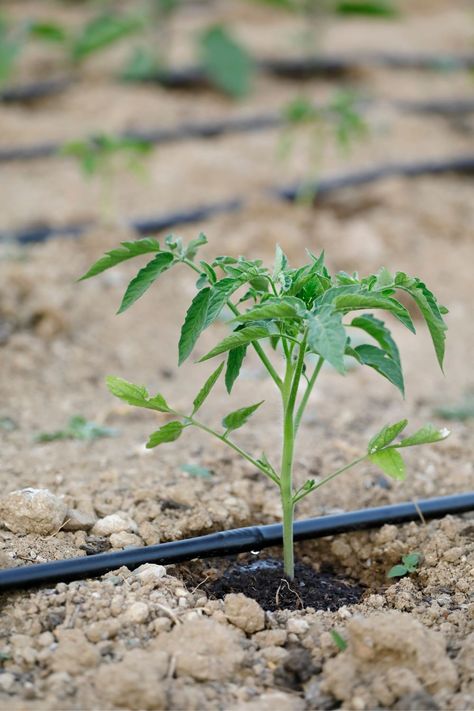 🌱Drip irrigation tubing is a type of tubing that is used in drip irrigation systems to deliver water directly to the root zone of plants. It is made from polyethylene material, which is durable and resistant to UV radiation, making it suitable for outdoor use. Plastic Pipe Fittings, Composite Veneers, Greenhouse Farming, Agriculture Logo, Irrigation Systems, Farm Plans, Conserve Water, Drip Irrigation System, Farm Lifestyle