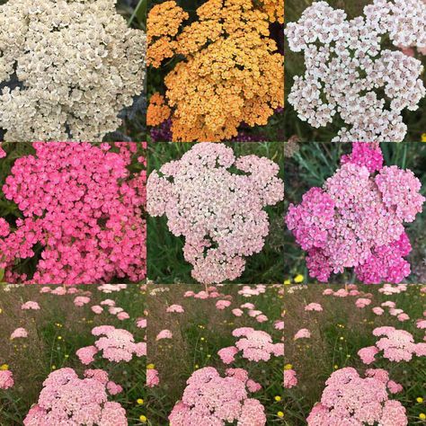 Some of the Achillea in flower #achillia#pastel#colours#beautiful#flowers#garden Achillea Flower, Nostalgic Vibes, Flower Guide, World Of Flowers, Beautiful Flowers Garden, Costume Contest, Seasonal Flowers, Unique Characteristics, Pastel Colours