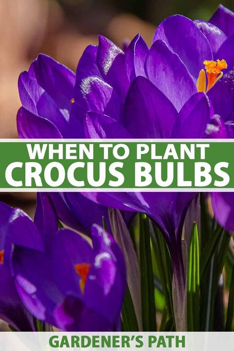 Crocus Bulbs, Backyard Design Ideas, Backyard Design Layout, When To Plant, Crocus Flower, Spring Flowering Bulbs, Spring Bulbs, Late Winter, Small Backyard Design