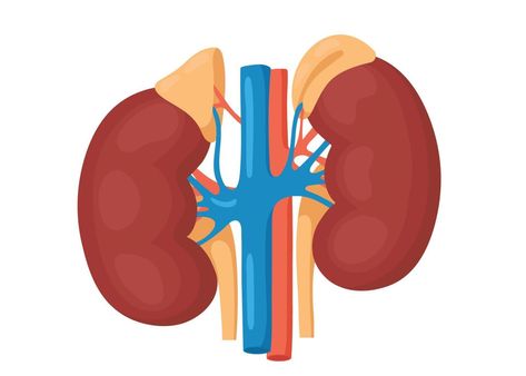 Detailed view of the kidneys and adrenal gland. anatomical and medical Function Diagram, Adrenal Gland, Dairy Free Breastfeeding, Kidney Pain, Donate Life, Adrenal Glands, Thyroid Gland, Hair Up Styles, Wireframe