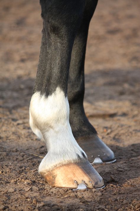 Barrel Racing Tips, Horse Poses, Horse Hoof, Healthy Horses, Horse Care Tips, Hoof Care, Horse Anatomy, Random Aesthetics, Horse Feed