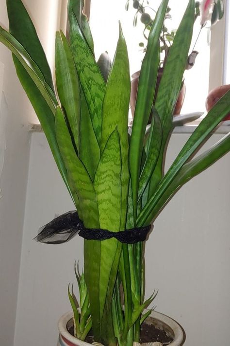 Bind leggy snake plant leaves; it aids stability and promotes healthier, stronger growth. Transplanting Snake Plant, When To Repot Snake Plant, Snake Plant Indoor Decor Ideas, Snake Plant Drooping Leaves, Tall Snake Plant, How To Propagate Snake Plant, Snake Plant Arrangement, Snake Plant Decor Ideas, Potted Plants For Patio