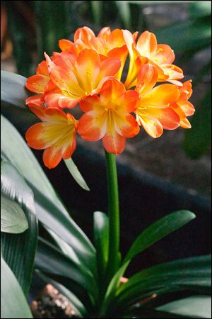 Clivia Miniata and Interspecific Images - Spring 2014 Clivia Miniata, Fleur Orange, Beautiful Flowers Pictures, Shade Plants, Exotic Plants, Rare Plants, All Flowers, Exotic Flowers, Tropical Flowers