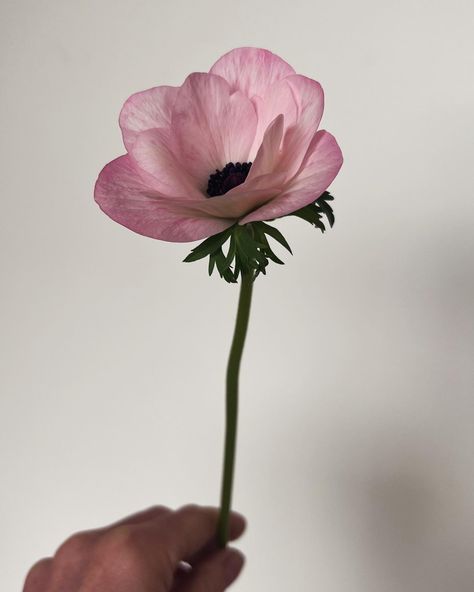 Blooming this week on the flower farm - spring is so close! I’m more than a bit obsessed with these delicate pink Anemones and apricot Iceland Poppies #anemones #icelandpoppy #pastelpoppy #springflowers #tasmanianflowers #tasmanianflowerfarm #flowerfarm #localflowers Poppy Anemone, Icelandic Poppy, Flower Therapy, Flower Farm, Anemone, Beautiful Roses, Spring Flowers, Poppies, Pastel