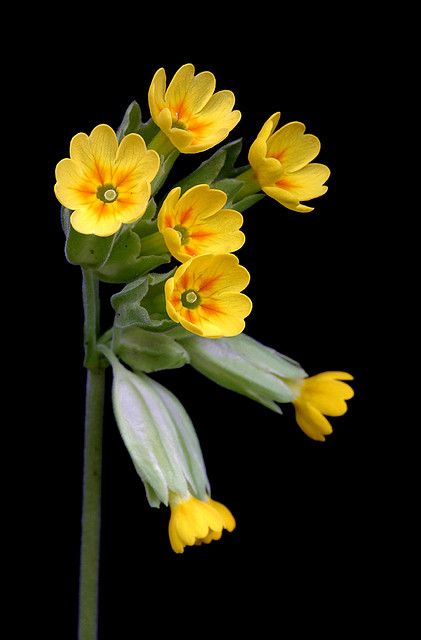 Primula Veris, Floral Rainbow, Flowers Wild, All Flowers, Exotic Flowers, Flower Beauty, Beautiful Blooms, Flowers Nature, Amazing Flowers