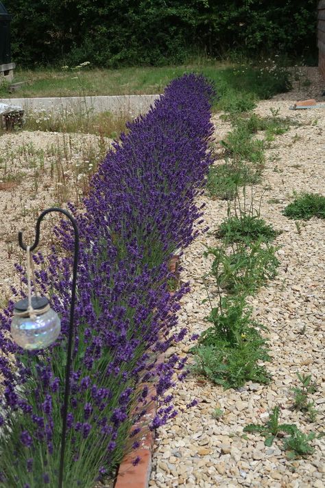 Learn how to care for a Lavender Garden in Front Yards or backyard gardens. Lavender hedge along driveway or around patio are beautiful and smell amazing. Front Garden Lavender, Lavender Rows Front Yard, Lavender And Allium Border, Lavendar Border Driveway, Lavender Lined Path, Front Yard Hedges, Lavender Planters, Front Garden Path, Flower Hedge