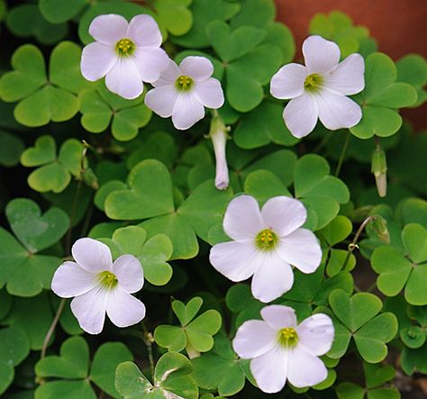 National Flower of Ireland - Shamrock Irish National Flower, Irish Flowers Ireland, Flowers Of Ireland, Ireland Flowers, Irish Pictures, Irish Flowers, Irish Tattoo, Grandma Tattoo, Shamrock Plant