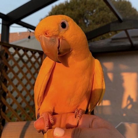 #birds #cute #aesthetic  #goldenhour Baby Orange, Pet Parent Gifts, Yellow Animals, Orange Bird, Cuddly Animals, Orange Aesthetic, Pet Bird, Cute Aesthetic, Cat Aesthetic