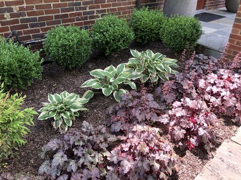 A very simple planting of boxwood, hosta and heuchera. Boxwoods And Hostas, Hosta Front Yard Landscaping, Boxwood And Hostas Front Yards, Boxwood And Hostas, Colonial Porch, Boxwood Landscaping, Shade Landscaping, Front Landscape, Front Yard Plants