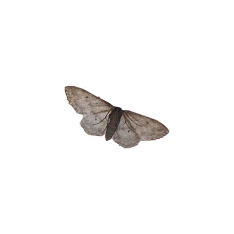 Moth Png Aesthetic, Bug Png Icon, Bug Widget Icon, Moth Widget Aesthetic, Bug App Icon, Bug Widgets, Folklore Icons, Bug Pfp, Moth Icon