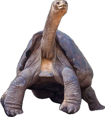 Lonesome George, the last known individual of the Pinta Island Tortoise population, one of the eleven subspecies of the Galapagos Tortoise. Currently housed at the Charles Darwin Research Center on the Island of Santa Cruz. Tortoise Drawing, Galapagos Tortoise, Rare Animals, Research Center, Charles Darwin, Galapagos Islands, Animal Drawings, Tortoise, Animals