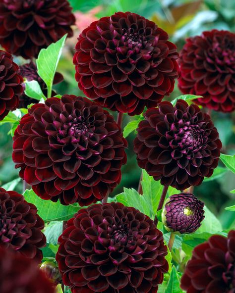 Black Dahlia Flower, Dark Dahlia, Planting Schemes, Dark Spirit, Black Dahlia, Plant Spacing, Leaf Coloring, Dahlia Flower, Black Flowers