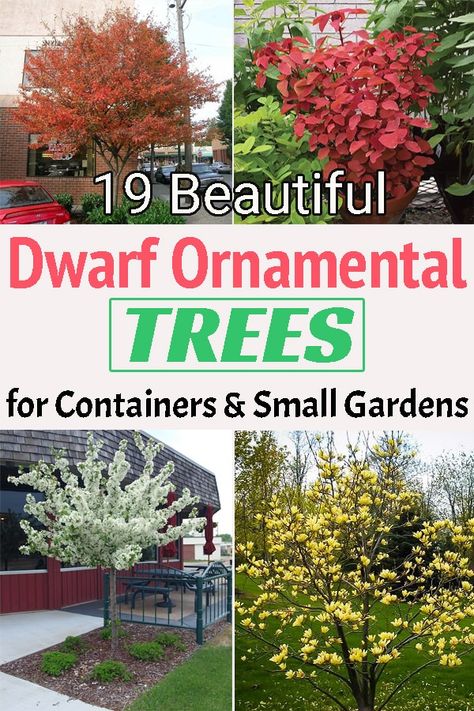 Perfect for driveways and containers growing Dwarf Ornamental Trees is one of the best ways to add an appeal to the architectural design of your home! Trees For Small Front Yards, Low Growing Trees For Front Of House, Shrub Trees Landscaping, Trees For Flower Beds, Plants For Driveway, Container Trees Outdoors, Medium Trees For Backyard, Landscape Bushes Around House, Small Decorative Trees For Landscaping