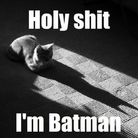 Holy shit I'm Batman #cat #9gag Batman Cat, I'm Batman, The Bat Man, I Am Batman, Im Batman, Dc Memes, Catwoman, Bones Funny, Crazy Cats