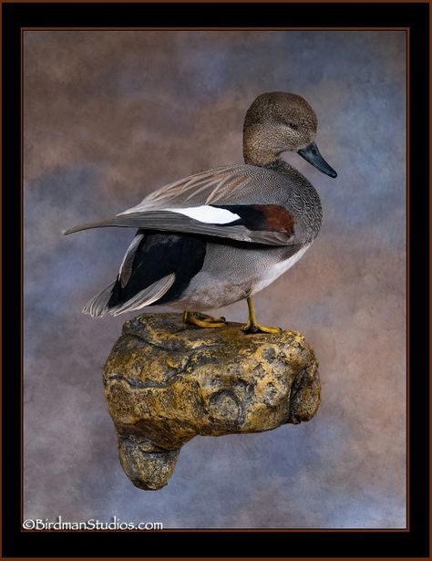 Wood Duck Mounts, Taxidermy Duck, Pheasant Mounts, Duck Mounts, Waterfowl Taxidermy, Duck Mount, Deer Heads Mount, Bird Taxidermy, Blue Winged Teal