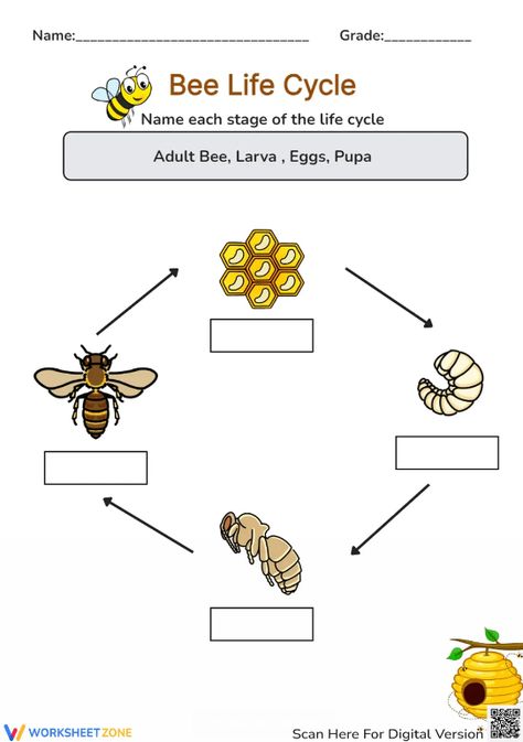 Help students explore the basic stages of a bee life cycle through this engaging worksheet. You can find and download any Bee Life Cycle worksheets for FREE at our website: http://worksheetzone.org/ Try it out! #science #scienceworksheets #beelifecycle #animallifecycle #lifecycle #stages #lifecycleofabee #bees #diagrams #printables #worksheet #kidsactivities #beelifecycleforkids #livingthings Life Cycle Of Housefly, Life Cycle Worksheet, Bee Life Cycle, Bee Activities, Animal Life Cycles, Science Worksheets, Life Cycle, Life Cycles, Social Studies