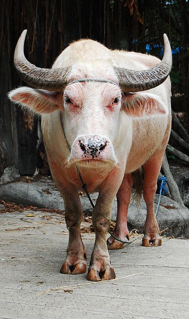 Bull - Albino Melanistic Animals, Animals With Horns, White Moose, White Animals, Albino Animals, Mule Deer, Water Buffalo, Unusual Animals, Rare Animals