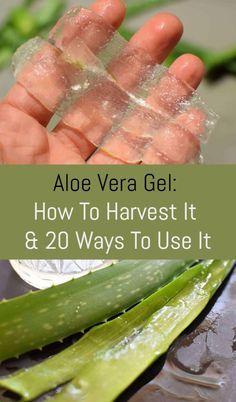 Diy Aloe Vera Gel, Aloe Vera Gel Benefits, Aloe Water, Brown Spots Removal, Aloe Gel, Aloe Vera Plant, Aloe Plant, Natural Moisturizer, Healing Herbs