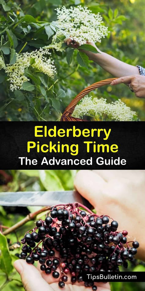 We show you how to grow elderberry plants and when to harvest ripe berries from your own garden. Elderflowers and elderberry fruit are both edible and are high in antioxidants, vitamin C, and perfect for making healthy elderberry syrup for ice cream. #howto #harvest #elderberries Elderberry Tree Identification, How To Dry Elderberries, What To Do With Elderberries, Elderberry Plant Identification, Fresh Elderberry Recipes, How To Harvest Elderberries, How To Process Elderberries, Elderberries Benefits, Elderberries Recipes