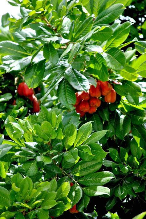 Ackee Tree, Jamaica 🇯🇲 Ackee Tree, Jamaica House, Tropical Fruits, English Speaking, Art Craft, Jamaica, Arts And Crafts, Mint, Stuffed Peppers