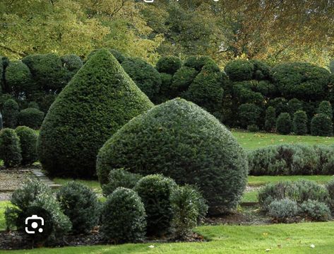 Yew Topiary