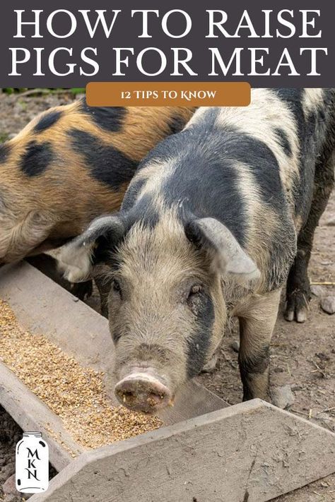 Learning how to raise pigs for meat is a great option for any homestead or farm wanting to become more self-sustainable. But choosing the right breed and tailoring the care and feed takes a bit of know-how. Read on for 12 tips for raising pigs for meat. Pastured Pigs, Pig Breeds, Pig Feed, Raising Pigs, Pigs Eating, Raising Farm Animals, Pig Pen, Pig Farming, Small Farm