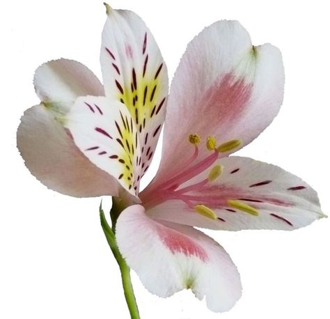 Astromeria Flower, Alstroemeria Bouquet, Flower Library, Peruvian Lily, Peruvian Lilies, Wafer Paper Flowers, Woodland Flowers, Flower Icons, Fairy Artwork