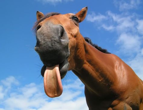 funny-horse-showing-long-tongue-closeup-face Funny Horse Names, Horse Behavior, Funny Horse Pictures, Funny Horse Videos, Funny Horses, Saab 900, Horse Videos, Horse Names, Horse Face