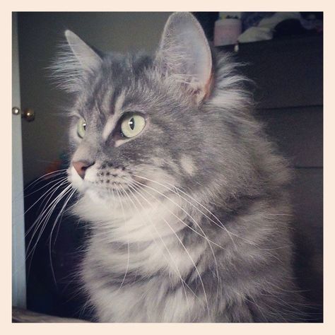 White Long Hair, Cat Tabby, Baby Kitty, Grey Tabby, Grey And White Cat, Tabby Cats, Long Haired Cats, Brown Cat, Like Animals