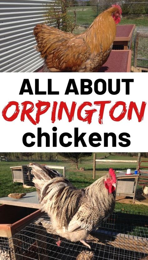 Orpington Chickens Colors, Show Chickens Breeds, Dual Purpose Chicken Breeds, Orpington Chicken Colors, Dual Purpose Chickens, Buying Chickens, Lavender Orpington Chickens, Buff Orpingtons, Orpington Chickens