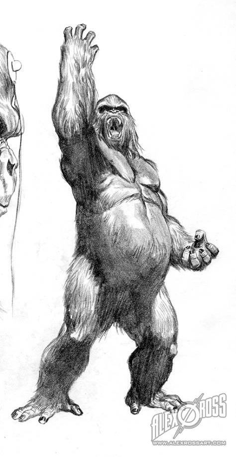 ©Alex Ross Gorilla Grodd Dc, Alex Ross Comic Art, Gorilla Drawing, Pencil Drawing Ideas, Gorillas Art, Gorilla Tattoo, Frank Cho, Alex Ross, Jeremy Renner