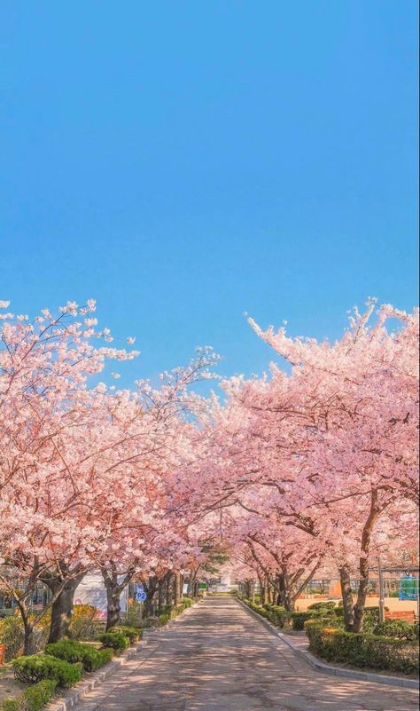 Spring Aesthetic Wallpaper, Korean Vibes, Dream Ideas, Cherry Blossom Wallpaper, Korea Wallpaper, Pretty Landscapes, Japan Aesthetic, Aesthetic Japan, Pastel Pink Aesthetic