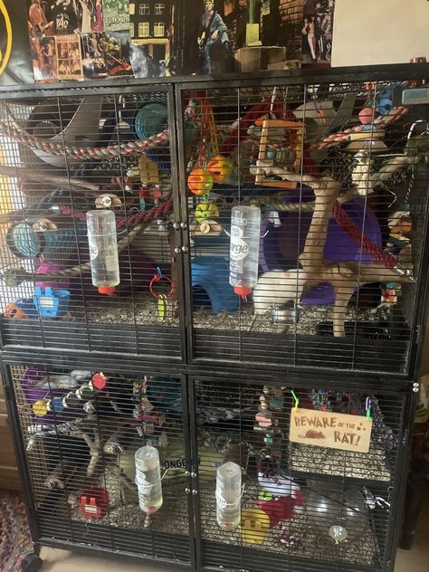 Rat Room Ideas, Rats Cage Ideas, Diy Rat Cage Accessories, Animal Sanctuary Ideas, Rat Cage Ideas, Rat Cage Diy, Rat Crafts, Rat Ideas, Pocket Puppies