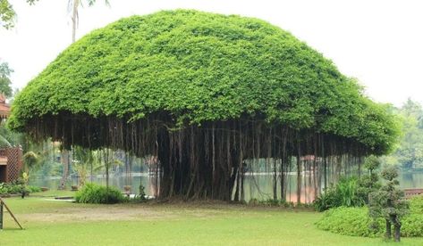 banyan-tree Top 10 Facts, Ficus Microcarpa, Night Walkers, Keystone Species, Funny Home Decor, Tree Images, Banyan Tree, Old Trees, Lake Forest