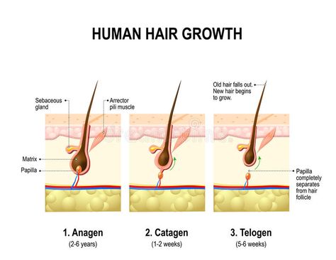 Hair growth. anagen, catagen and telogen vector illustration Stages Of Hair Growth, Cycle Stages, Porous Hair, Hair Growth For Men, Thick Hair Styles Medium, Hair Growth Cycle, Fine Straight Hair, Excess Hair, Growth Hair