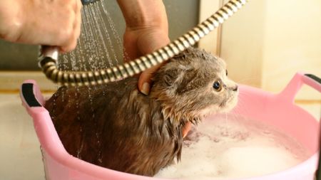 Cat Grooming: Tips for Giving Your Cat a Bath - Rent.com Blog Cat Dandruff, Cat Guide, Cat Bathing, Cat Wash, Cat Shampoo, Cats Photos, Cat Stock, Homemade Cat, Cat Care Tips