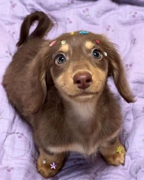 Wholesome Dog, Preppy Dog, Cute Dogs Images, Super Cute Puppies, Cute Animals Puppies, Very Cute Dogs, Funny Animal Photos, Cute Little Puppies, Weenie Dogs