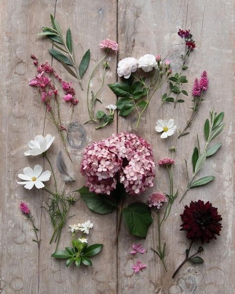 Floral Flatlay, Julia Smith, Ivy House, Flower Guide, Vintage Blog, Flat Lay Photography, Botanical Beauty, Pretty House, Beautiful Blooms