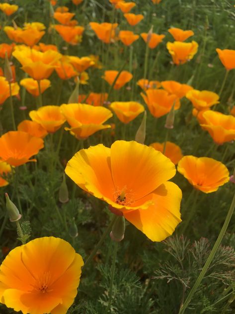 Eschscholzia californica 'Willamette Valley Form' - Xera Plants Wild Poppies, Willamette Valley, Types Of Plants, Orange Flowers, Native Plants, Cut Flowers, Mother Nature, Perennials, Rocky