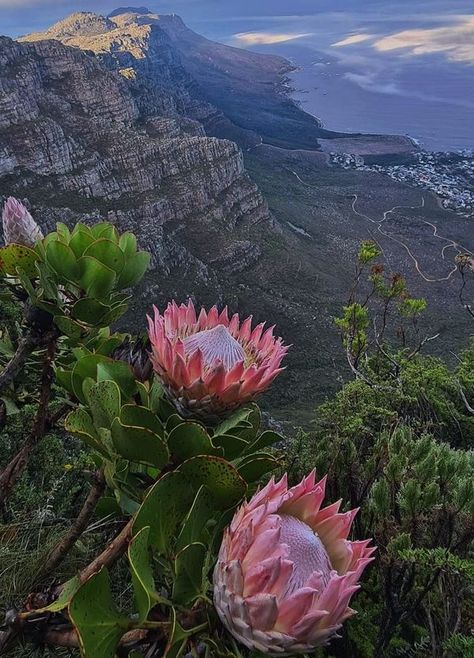 South African Plants, South African Aesthetic, Fynbos Flowers, Protea Plant, South African Flowers, African Plants, Protea Flower, African Flowers, Landscape Paintings Acrylic