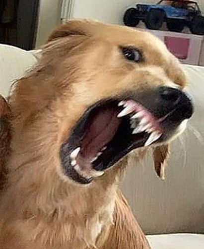 Dog Smiling Teeth, Dog Growling Reference, Angry Dog Reference, Growling Dog Drawing, Sharp Canines Human, Dog Teeth Aesthetic, Dogs Angry, Growling Dog, Dog Laughing